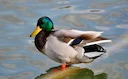 Southland Duck Hunting Rules 2026: Farmers Push for Stricter Controls 

Southland Fish & Game is reviewing game bird hunting regulations for 2026. Proposed changes includ