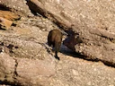 Black Wallaroo