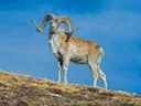 Aziëskoewes (Collium-skewe) (Ovis ammon collium), 2 of 3