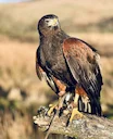 Harris Hawk in Falconry – Why It’s the Most Popular Beginner Bird
The Harris hawk (Parabuteo unicinctus) has become the undisputed champion of beginner falconry birds — Harris Hawk in Falconry – Why It’s the Most Popular Beginner Bird
The Harris hawk (Parabuteo unicinctus) has become the undisputed champion of beginner falconry birds —