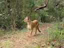 پوما (یوزپلنگ آمریکایی) (Puma concolor), 3 of 3