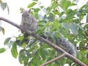 Yucatán-seekatjie (Sciurus yucatanensis), 2 of 3