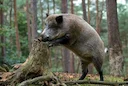 Wildschwein: köstliche Rezepte von einem erfahrenen Jäger
Wildschweinfleisch ist reich an B-Vitaminen und Eiweiß, es ist trockener und magerer als Schweinefleisch, hat e Wildschwein: köstliche Rezepte von einem erfahrenen Jäger
Wildschweinfleisch ist reich an B-Vitaminen und Eiweiß, es ist trockener und magerer als Schweinefleisch, hat e