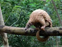 Indiese pangolien