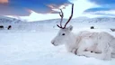 Huddinge’s Roe Deer Crisis: Strategic Feeding to Curb Soaring Roadkill Numbers

Huddinge, Sweden – February 2, 2026 – In a bold move to tackle a growing public safety haz