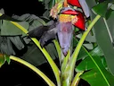 Egiptiese grotvlermuis (Rousettus aegyptiacus), 4 of 4