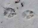 Signálů o tom, že Broumovsko se stalo domovem vlka obecného, přibývá. Počínaje stopami přes záznamy z fotopastí až po zbytky jejich kořisti. Koordinátor tzv. vlčích hlíde