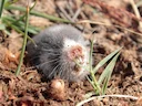 Kaapse molrat