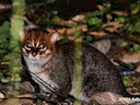 Vlakkat (Prionailurus planiceps), 3 of 3