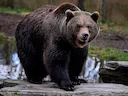 
Veneto, orso abbatte due capre e scavalca muri di 2 metri

Giovane plantigrado preso dalle fototrappole a Enego. Assalti agli allevamenti in aumento. L’assessore Bond: «