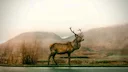 Grim Start to 2026: Sharp Increase in Wildlife-Vehicle Collisions Across Sweden

The first two months of 2026 present grim accident statistics for Swedish roads. Most not
