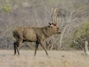 Sambhur (Samber)