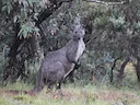 Rooikangoeroe (Gewone rooikangoeroe)