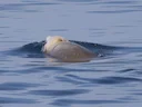 Cuvier se snabelwal (Ziphius cavirostris), 2 of 5