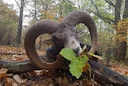 Die Jagd in Hallein: Landschaf, lokalen Jäger, Wildtierpopulationen, Zeiträume, Anwendung, Rahmenbedingungen, Vereine, Traditionen, Aspekte
Landschaftliche Gegeben Die Jagd in Hallein: Landschaf, lokalen Jäger, Wildtierpopulationen, Zeiträume, Anwendung, Rahmenbedingungen, Vereine, Traditionen, Aspekte
Landschaftliche Gegeben