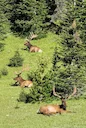 These beautiful bull elk took a break on the hillside along TRR.