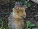 Columbia-grondvark (Urocitellus columbianus), 3 of 4