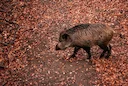 Lot-et-Garonne: un jeune chasseur grièvement blessé par la charge d’un sanglier 

Lors d’une battue organisée à Saint-Romain-le-Noble (Lot-et-Garonne), un jeune chasseur 