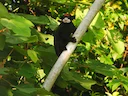 Rooikappie-tamaryn (Saguinus pileatus), 5 of 5