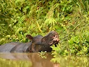 Javase neushoring (Rhinoceros sondaicus), 2 of 3