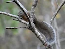 Deppe-seekatjie (Sciurus deppei), 2 of 7