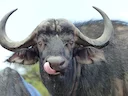Afrikaansebuffel