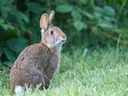 New England se Katoenstertkonyn (Sylvilagus transitionalis), 2 of 5