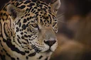 Alerta por Caza Furtiva en el Parque Nacional Iberá: Reducción de Guardaparques y Cierre de Accesos Facilitan la Actividad Ilegal

📈 Caza furtiva en Iberá se intensifica