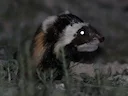 Marmerdas (Vormela peregusna), 3 of 4