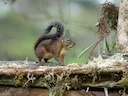 Andes-ekster (Sciurus pucheranii), 7 of 7