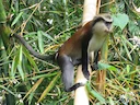 Mona-aap (Cercopithecus mona), 1 of 4