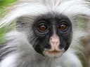 Zanzibar-rooi kolobus (Piliocolobus kirkii), 3 of 6