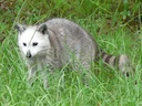 Wasserbeer (Procyon lotor), 7 of 7