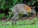 Rooinekpademelon (Thylogale thetis), 2 of 4