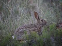 Robuuste katoenstertkonyn (Sylvilagus robustus), 1 of 4