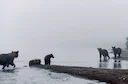 МЕДВЕДЬ БУРЫЙ: описание, охота на медведя, повадки, методы охоты, трофейная ценность.
Введение: что за животное медведь?
Медведь бурый (Ursus arctos) — крупнейший хищни МЕДВЕДЬ БУРЫЙ: описание, охота на медведя, повадки, методы охоты, трофейная ценность.
Введение: что за животное медведь?
Медведь бурый (Ursus arctos) — крупнейший хищни