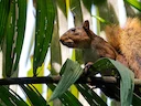 Noord-Amazoniese Rooi Eekhoring (Sciurus igniventris), 2 of 4