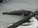 Grysseehond (Halichoerus grypus), 5 of 12