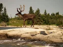 Kariboe (Rendier) (Rangifer tarandus caribou), 2 of 4