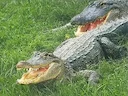 Krokodille (lat. Crocodilia) is'n orde van sekondêre waterdiere van die reptielklas uit die Eusuchia-klade, wat op sy beurt, saam met baie tussentydse klades, tot die cru
