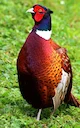PHEASANT (COMMON)

A large, long-tailed game bird. Males have rich chestnut, golden-brown and black markings on body and tail, with a dark green head and red face wattlin