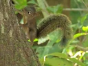 Geelkeelseekster (Sciurus gilvigularis), 2 of 4