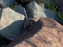 Natal Rooi Rotshas (Pronolagus crassicaudatus), 3 of 3