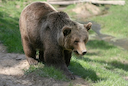 🐻 Трагедия в Тегульдетской тайге: медведица растерзала охотника в Томской области

Суровая таежная реальность вновь напомнила о себе жестокой расплатой. В лесном массиве