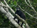 Vlekgesig-tamarijn (Saguinus inustus), 3 of 5