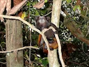 Bruin-sadel-tamaryn (Saguinus fuscicollis), 2 of 4
