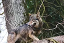 Wolf jagdbar: Bundestag macht Abschuss einfacher – Neue Regeln 2026

Deutschland jagt Wölfe: Bundestag beschließt historische Jagdgesetz-Novelle. Weidetierhalter und Jäge