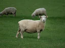 Haute-Marne: un jeune éleveur abandonne après 15 attaques de loup en un an 

Un éleveur de brebis de Haute-Marne, âgé de seulement 30 ans, a annoncé qu'il mettait un term