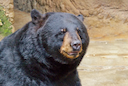 New Bear Hunting Rules in California: What Hunters Need to Know for the 2026 Season
The California Fish and Game Commission has approved significant changes to black bea New Bear Hunting Rules in California: What Hunters Need to Know for the 2026 Season
The California Fish and Game Commission has approved significant changes to black bea