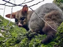 Grysaart (Boshaas) (Trichosurus vulpecula), 1 of 3